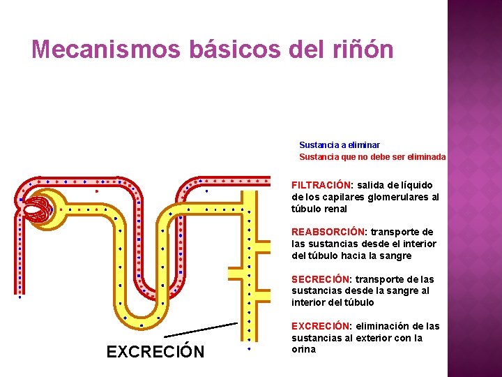 Mecanismos básicos del riñón Sustancia a eliminar Sustancia que no debe ser eliminada FILTRACIÓN: