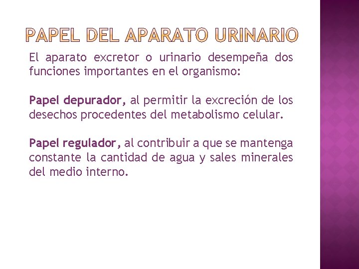 El aparato excretor o urinario desempeña dos funciones importantes en el organismo: Papel depurador,