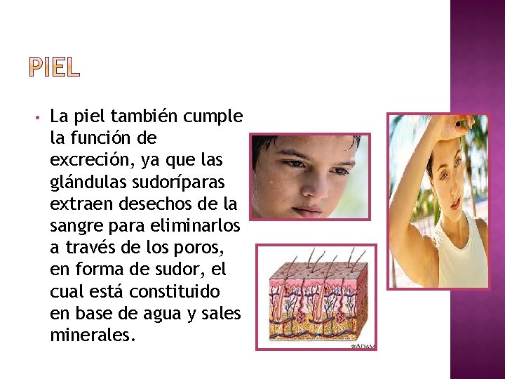  • La piel también cumple la función de excreción, ya que las glándulas