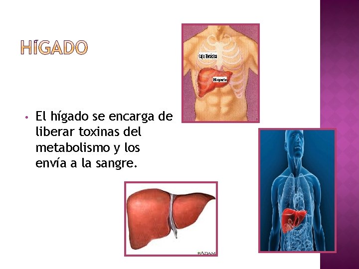  • El hígado se encarga de liberar toxinas del metabolismo y los envía