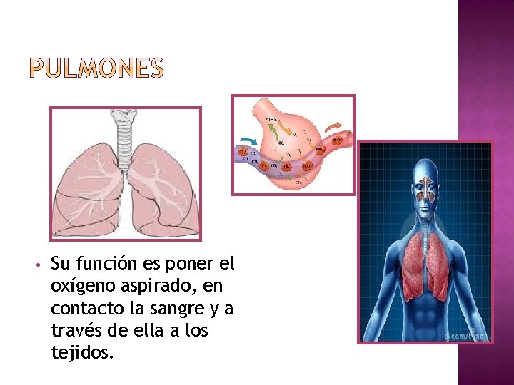  • Su función es poner el oxígeno aspirado, en contacto la sangre y