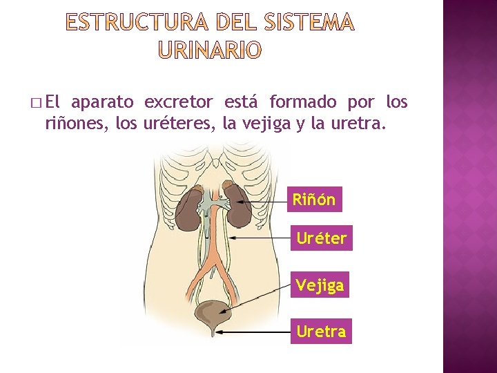 � El aparato excretor está formado por los riñones, los uréteres, la vejiga y