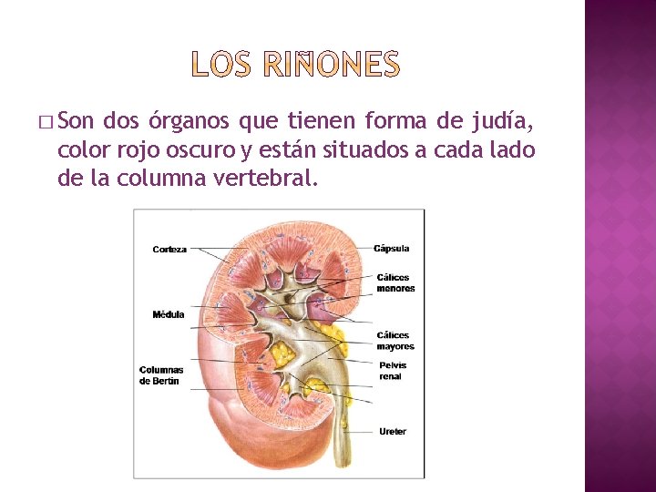 � Son dos órganos que tienen forma de judía, color rojo oscuro y están