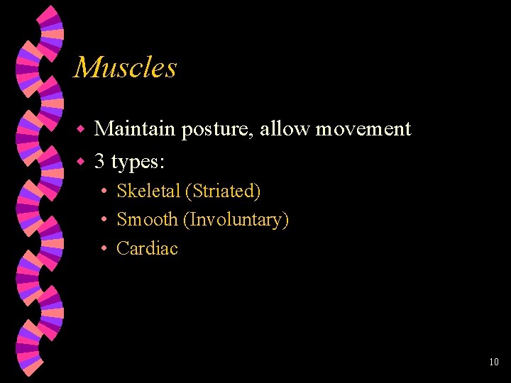 Muscles Maintain posture, allow movement w 3 types: w • Skeletal (Striated) • Smooth