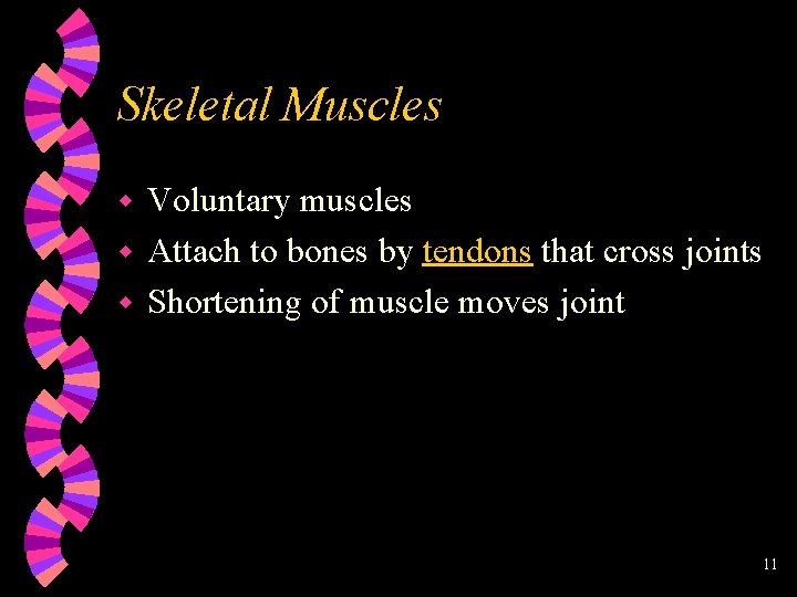 Skeletal Muscles Voluntary muscles w Attach to bones by tendons that cross joints w