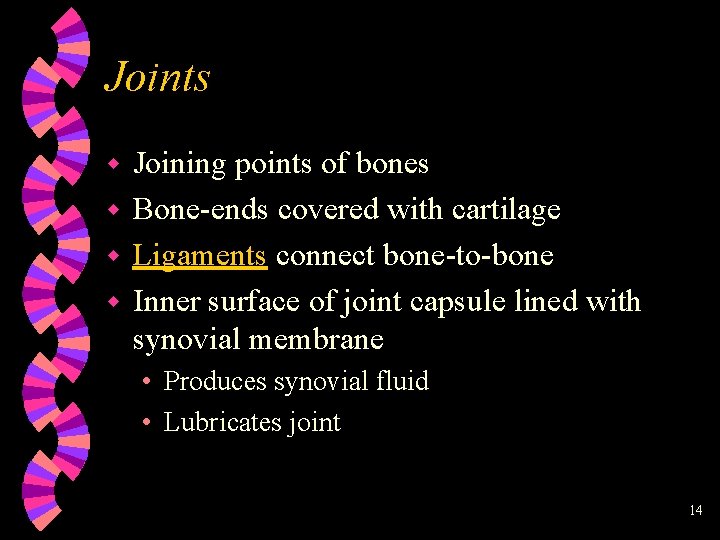 Joints Joining points of bones w Bone-ends covered with cartilage w Ligaments connect bone-to-bone