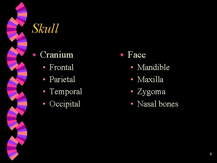 Skull w Cranium • • Frontal Parietal Temporal Occipital w Face • • Mandible