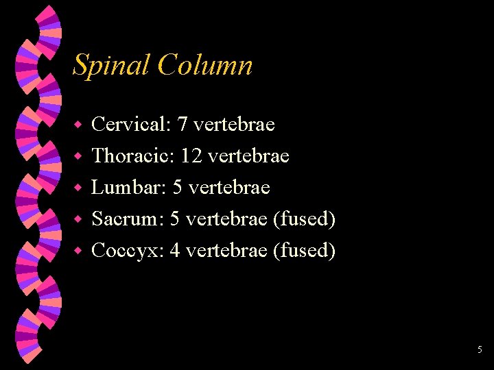 Spinal Column w w w Cervical: 7 vertebrae Thoracic: 12 vertebrae Lumbar: 5 vertebrae