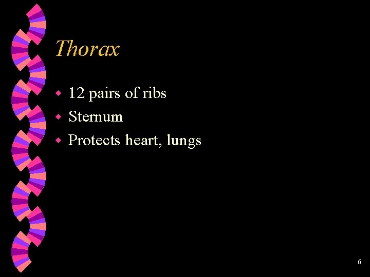 Thorax 12 pairs of ribs w Sternum w Protects heart, lungs w 6 