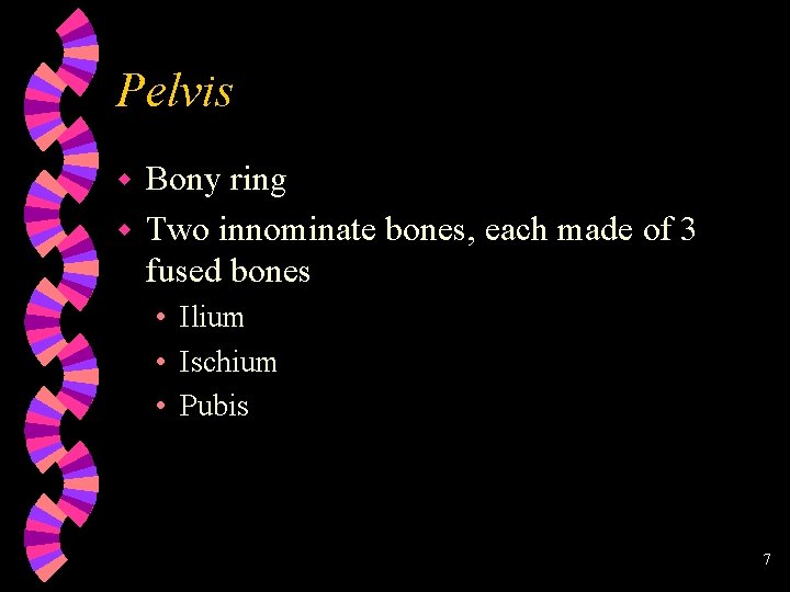 Pelvis Bony ring w Two innominate bones, each made of 3 fused bones w