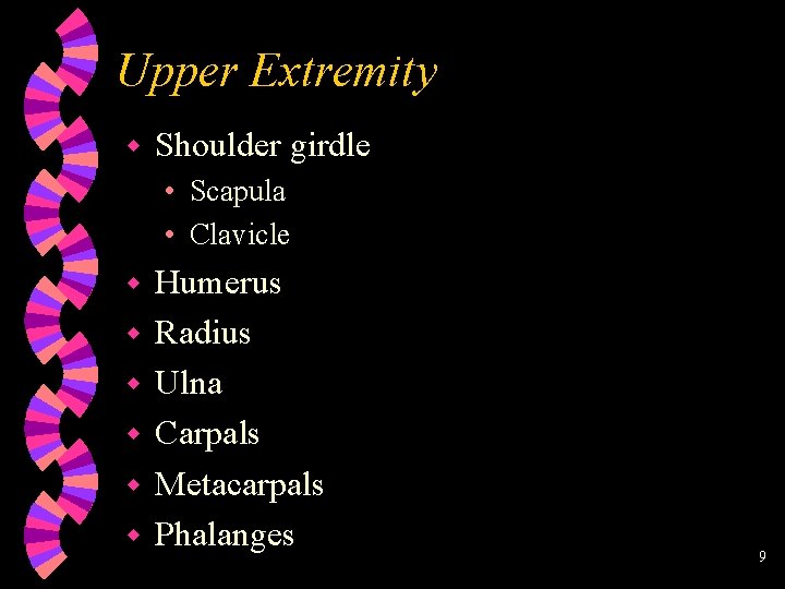Upper Extremity w Shoulder girdle • Scapula • Clavicle w w w Humerus Radius