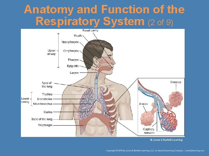 Anatomy and Function of the Respiratory System (2 of 9) © Jones & Bartlett