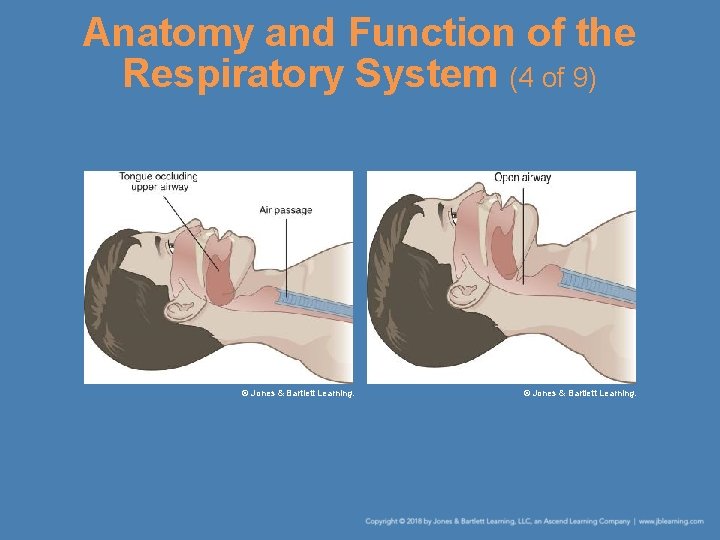 Anatomy and Function of the Respiratory System (4 of 9) © Jones & Bartlett