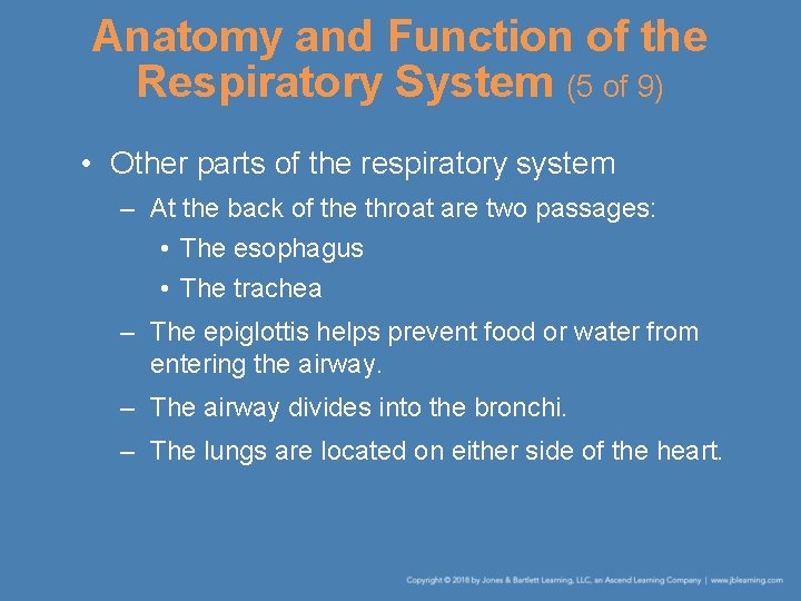 Anatomy and Function of the Respiratory System (5 of 9) • Other parts of