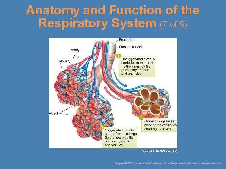 Anatomy and Function of the Respiratory System (7 of 9) © Jones & Bartlett