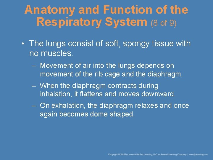 Anatomy and Function of the Respiratory System (8 of 9) • The lungs consist