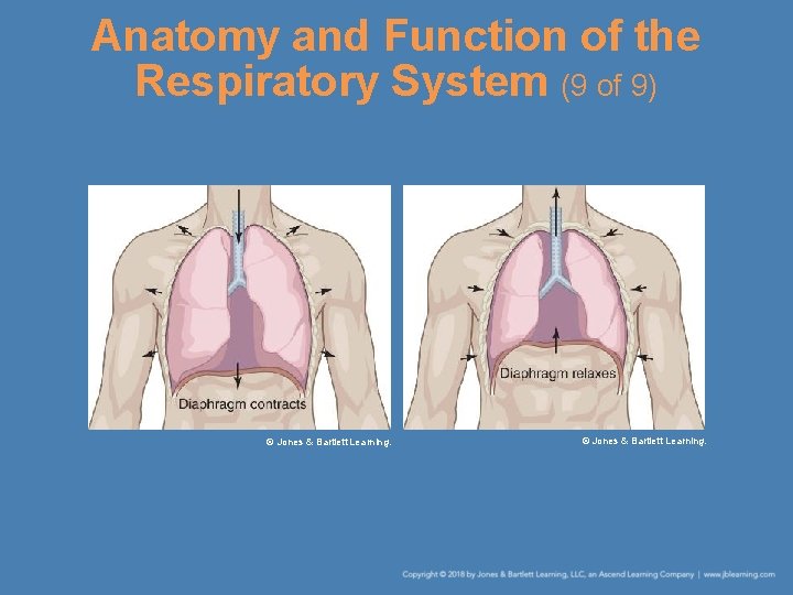 Anatomy and Function of the Respiratory System (9 of 9) © Jones & Bartlett