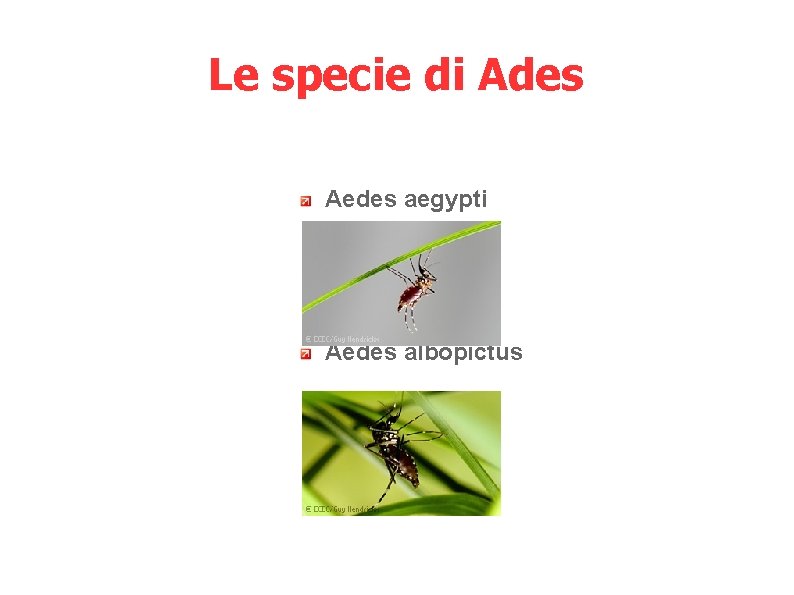 Le specie di Ades Aedes aegypti Aedes albopictus 