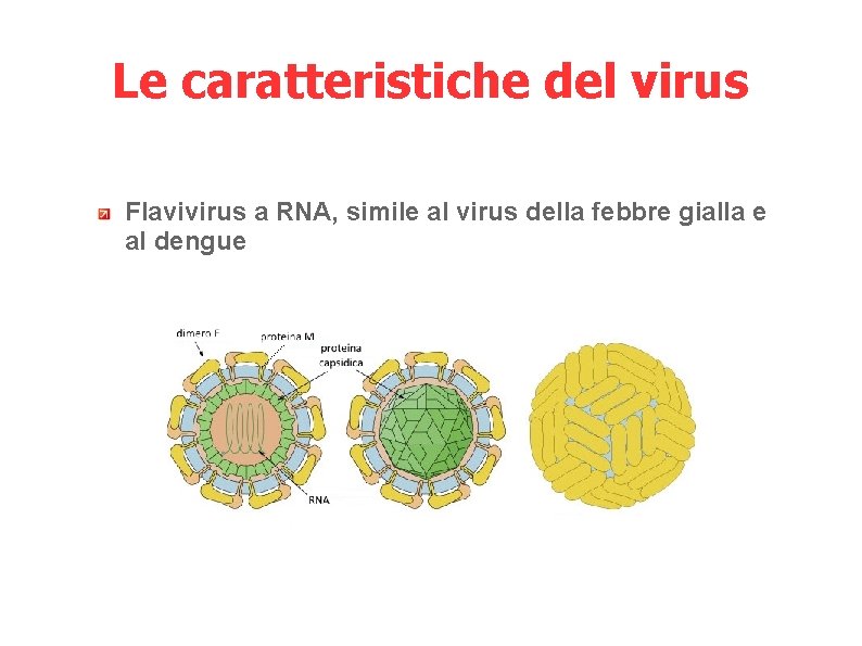 Le caratteristiche del virus Flavivirus a RNA, simile al virus della febbre gialla e