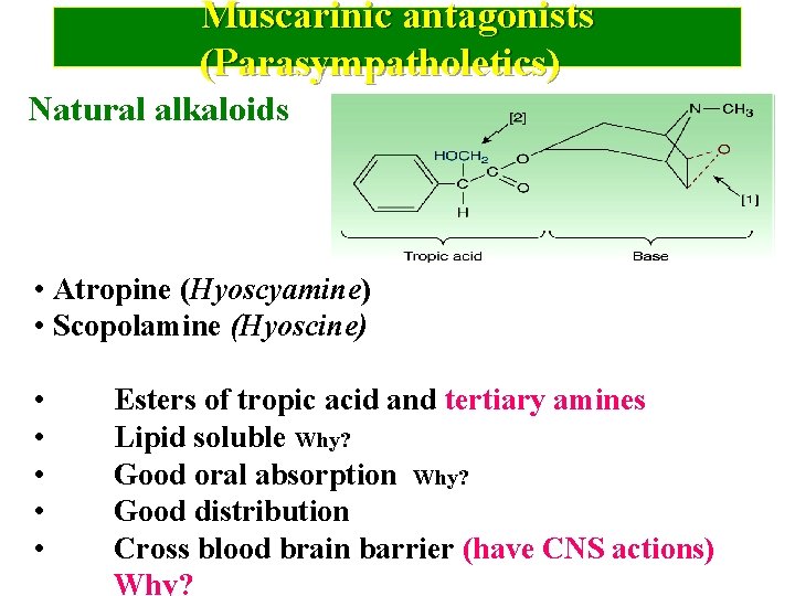 Muscarinic antagonists (Parasympatholetics) Natural alkaloids • Atropine (Hyoscyamine) • Scopolamine (Hyoscine) • • •