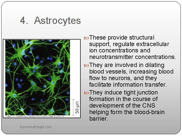 Chapters 48 49 and 50 Sensory and Motor