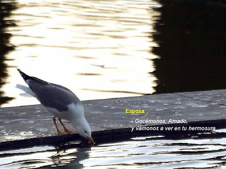 Esposa: - Gocémonos, Amado, y vámonos a ver en tu hermosura Esposa: - Gocémonos, Amado, y vámonos a ver en tu hermosura