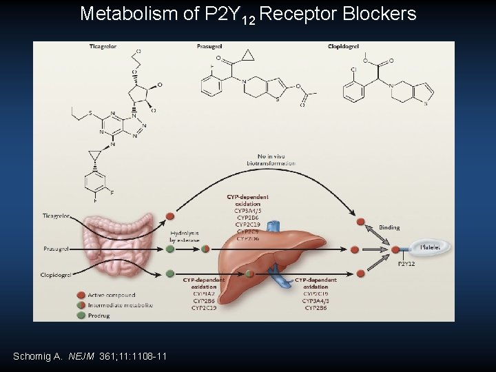 Metabolism of P 2 Y 12 Receptor Blockers Schomig A. NEJM 361; 11: 1108