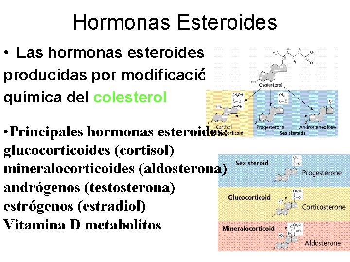Hormonas Esteroides • Las hormonas esteroides son producidas por modificación química del colesterol •
