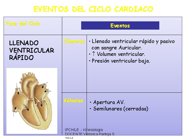 EVENTOS DEL CICLO CARDIACO Fase del Ciclo LLENADO VENTRICULAR RÁPIDO Eventos Cámaras • Llenado