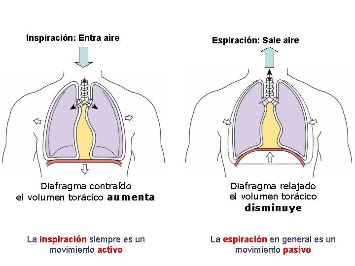 Inspiración: Entra aire Espiración: Sale aire Diafragma contraído el volumen torácico aumenta Diafragma relajado