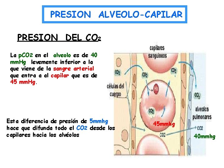 PRESION ALVEOLO-CAPILAR PRESION DEL CO 2 La p. CO 2 en el alveolo es