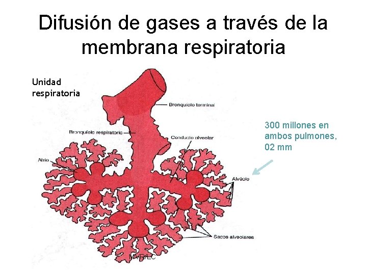 Difusión de gases a través de la membrana respiratoria Unidad respiratoria 300 millones en