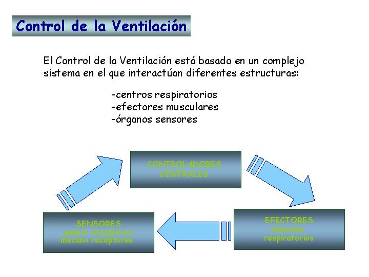 Control de la Ventilación El Control de la Ventilación está basado en un complejo