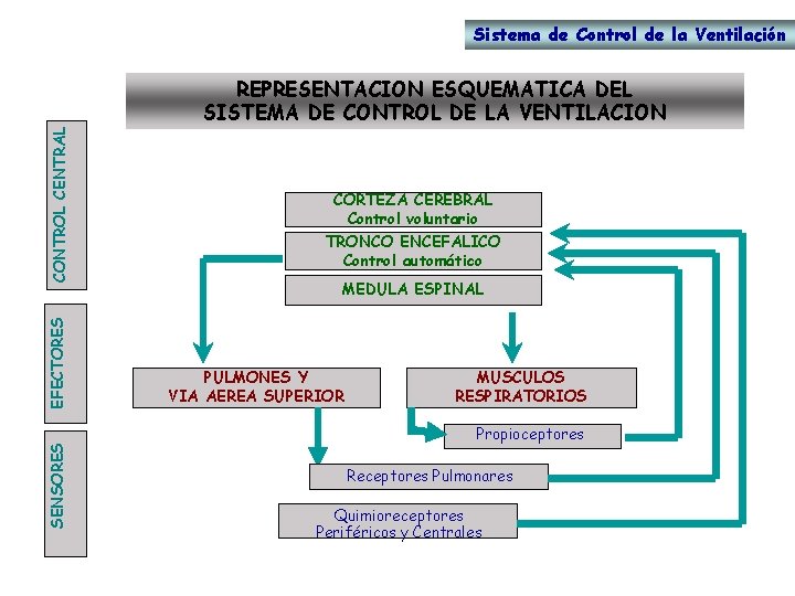 Sistema de Control de la Ventilación SENSORES EFECTORES CONTROL CENTRAL REPRESENTACION ESQUEMATICA DEL SISTEMA