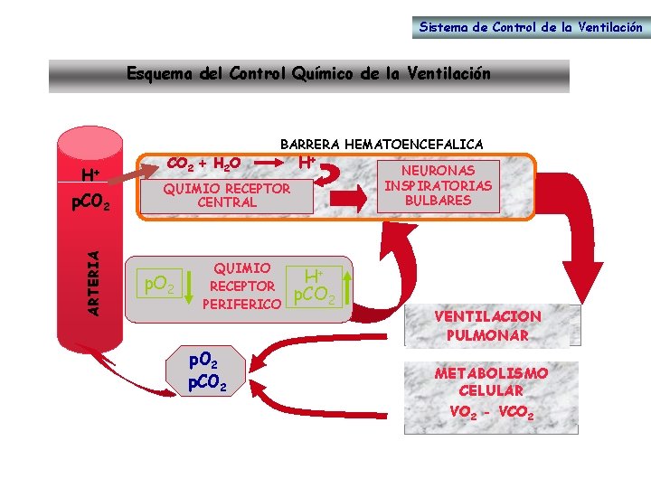 Sistema de Control de la Ventilación Esquema del Control Químico de la Ventilación H+