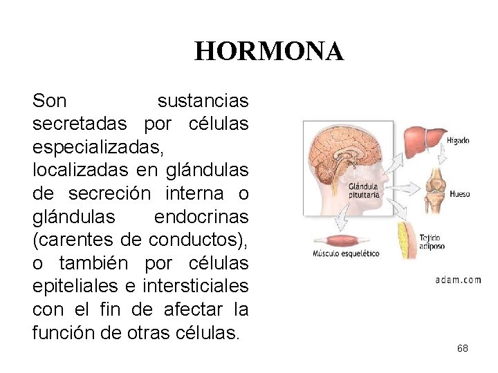 HORMONA Son sustancias secretadas por células especializadas, localizadas en glándulas de secreción interna o