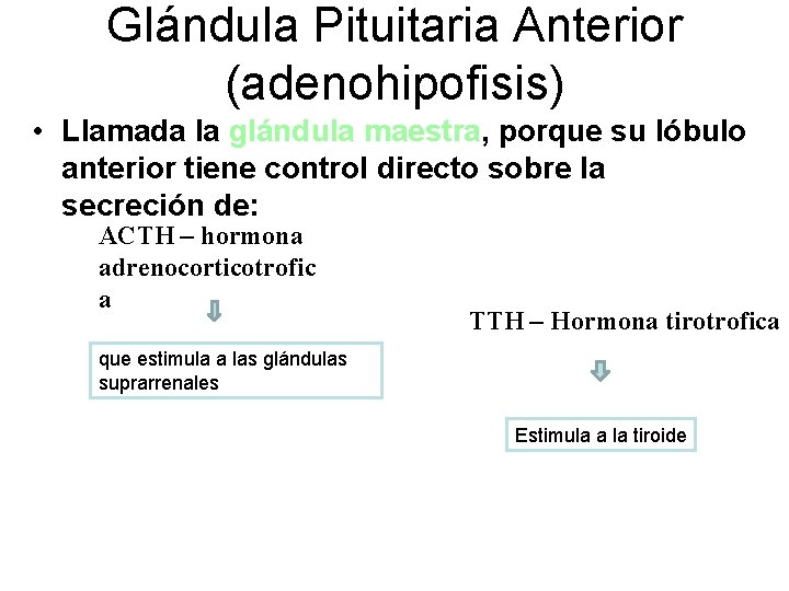 Glándula Pituitaria Anterior (adenohipofisis) • Llamada la glándula maestra, porque su lóbulo anterior tiene
