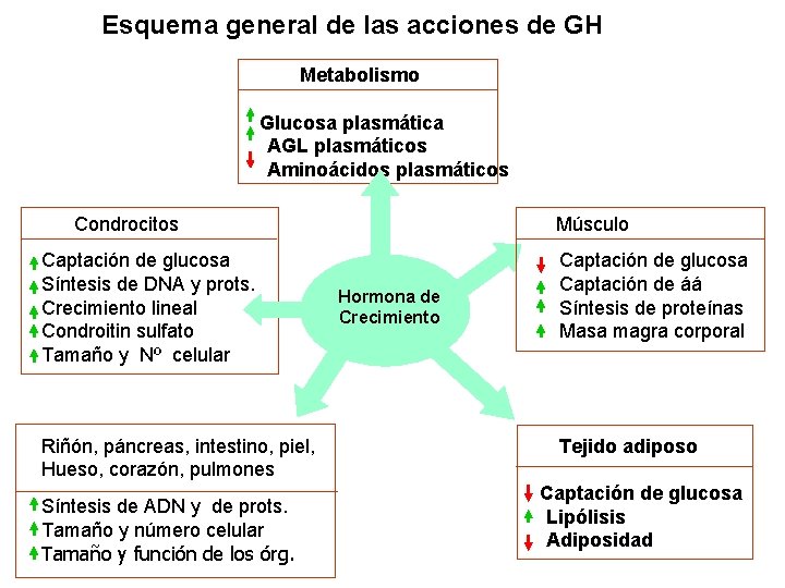  Esquema general de las acciones de GH Metabolismo Glucosa plasmática AGL plasmáticos Aminoácidos