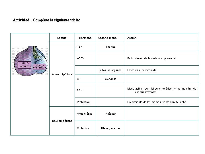 Actividad : Complete la siguiente tabla: Lóbulo Hormona TSH Órgano Diana Tiroides ACTH Acción