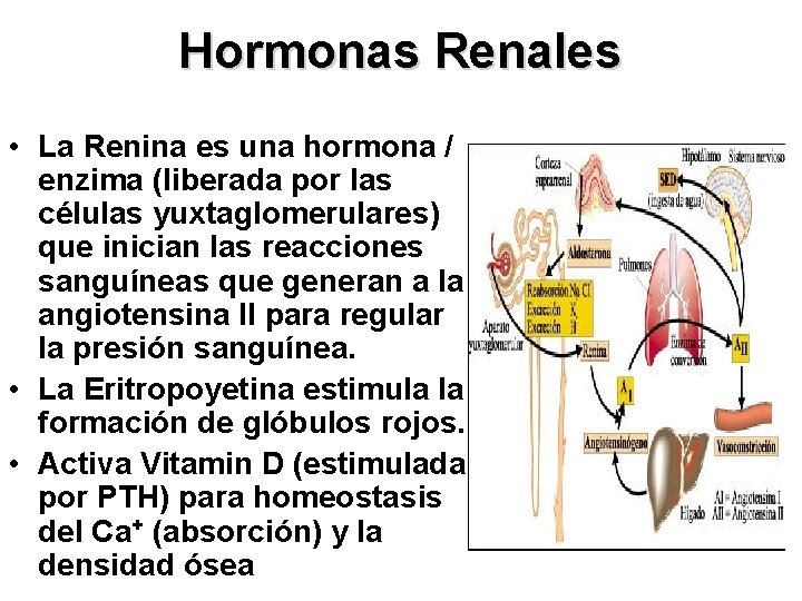 Hormonas Renales • La Renina es una hormona / enzima (liberada por las células