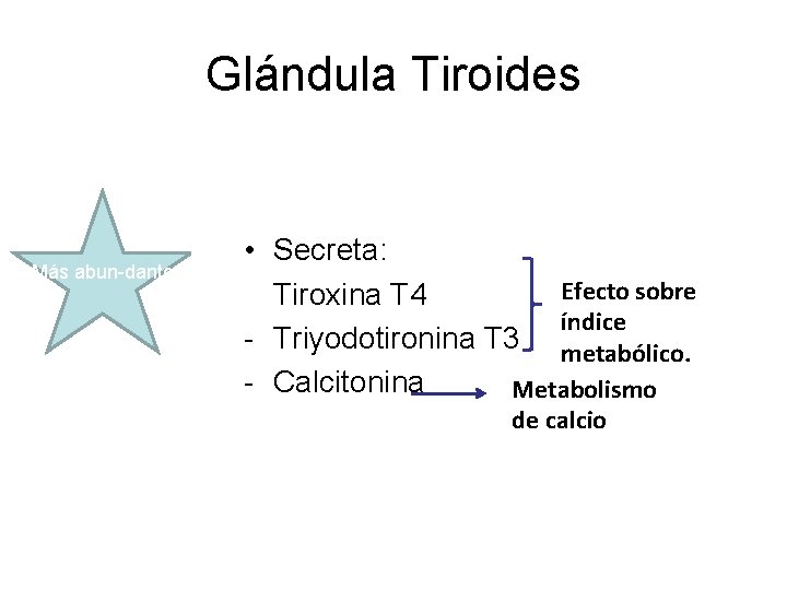 Glándula Tiroides Más abun-dante • - Secreta: Efecto sobre Tiroxina T 4 índice Triyodotironina