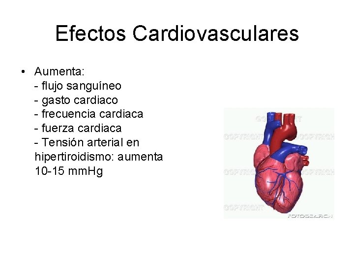 Efectos Cardiovasculares • Aumenta: - flujo sanguíneo - gasto cardiaco - frecuencia cardiaca -