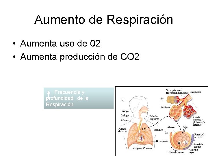 Aumento de Respiración • Aumenta uso de 02 • Aumenta producción de CO 2