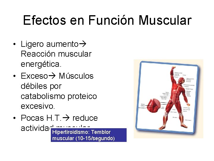 Efectos en Función Muscular • Ligero aumento Reacción muscular energética. • Exceso Músculos débiles