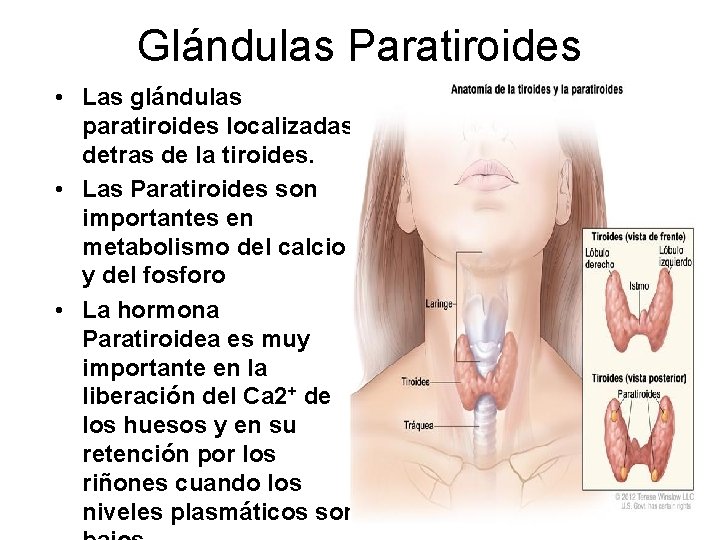Glándulas Paratiroides • Las glándulas paratiroides localizadas detras de la tiroides. • Las Paratiroides