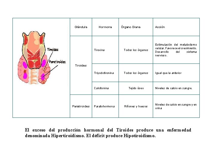 Glándula Hormona Órgano Diana Acción Tiroxina Todos los órganos Estimulación del metabolismo celular. Favorece