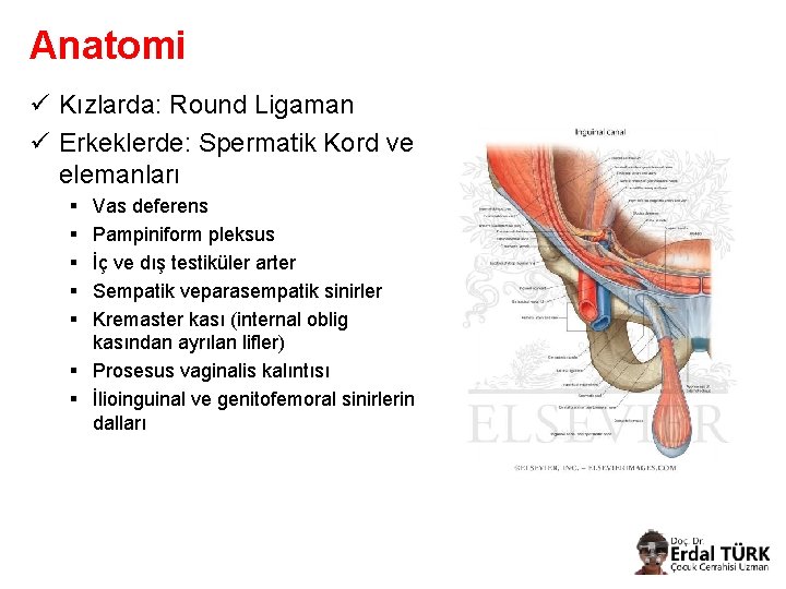 Anatomi ü Kızlarda: Round Ligaman ü Erkeklerde: Spermatik Kord ve elemanları § § §