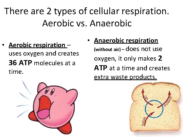 There are 2 types of cellular respiration. Aerobic vs. Anaerobic • Aerobic respiration –
