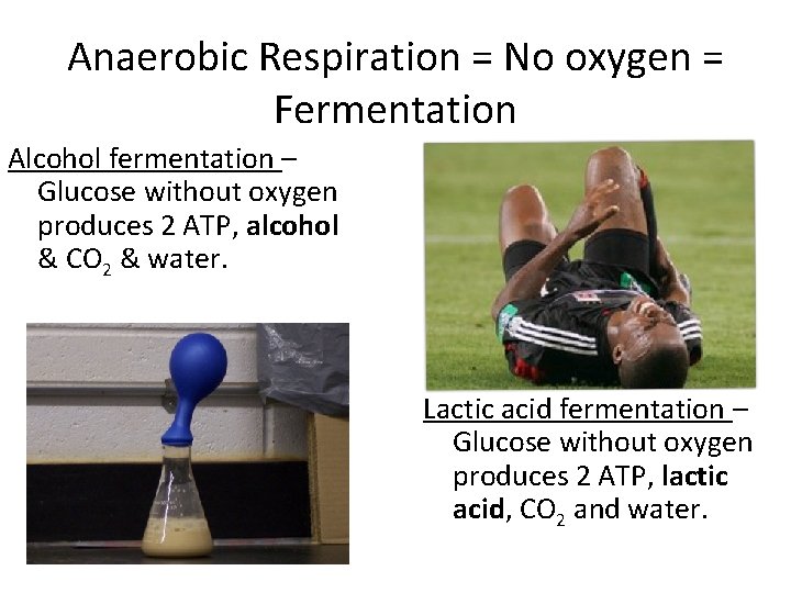 Anaerobic Respiration = No oxygen = Fermentation Alcohol fermentation – Glucose without oxygen produces