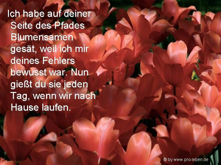 Ich habe auf deiner Seite des Pfades Blumensamen gesät, weil ich mir deines Fehlers